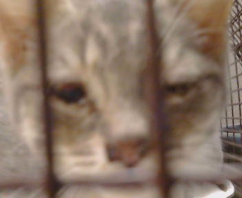 Adoptable Cat
