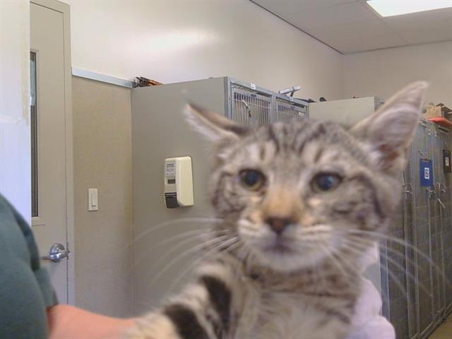 Adoptable Cat