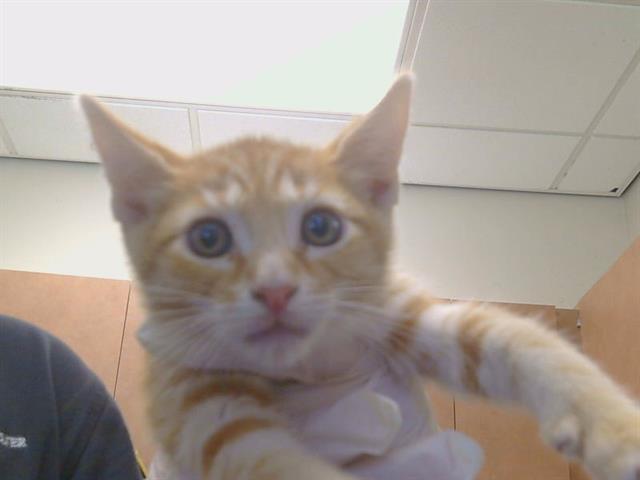 Adoptable Cat