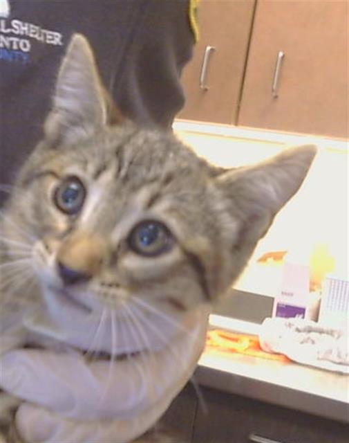 Adoptable Cat
