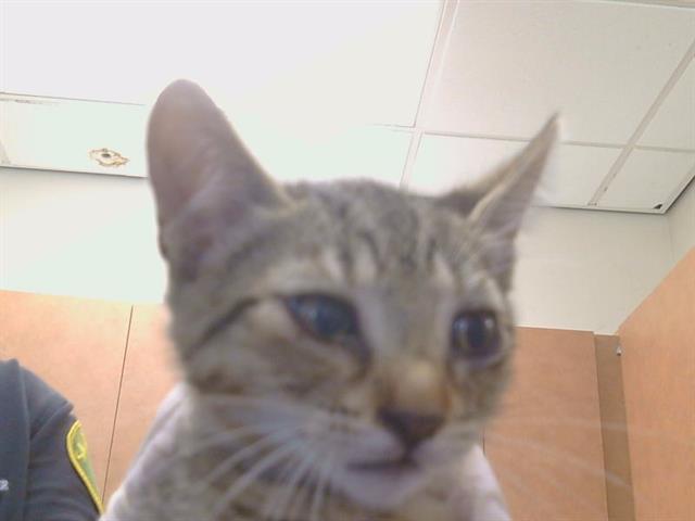 Adoptable Cat
