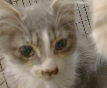 Adoptable Cat