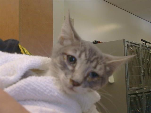 Adoptable Cat