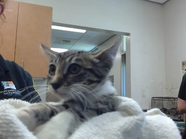 Adoptable Cat