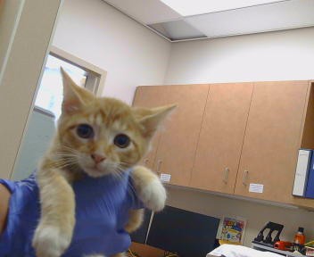 Adoptable Cat