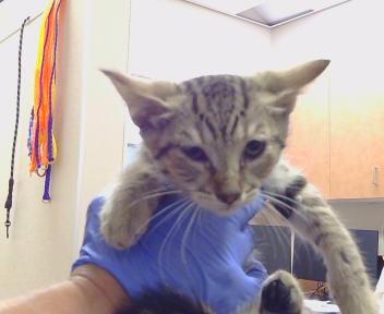 Adoptable Cat