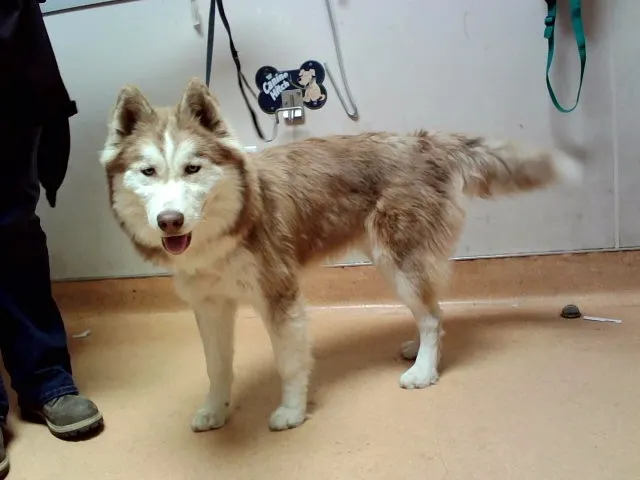 Kenai