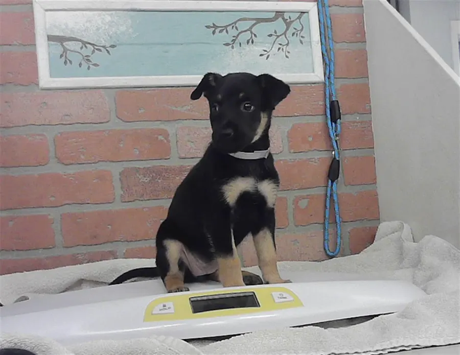 Adoptable Dog