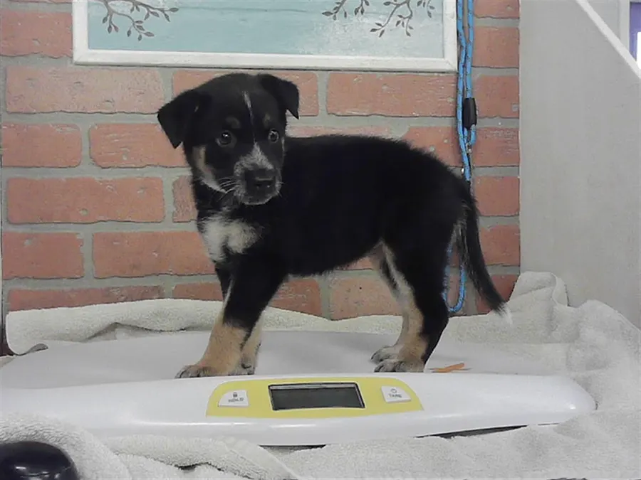 Adoptable Dog