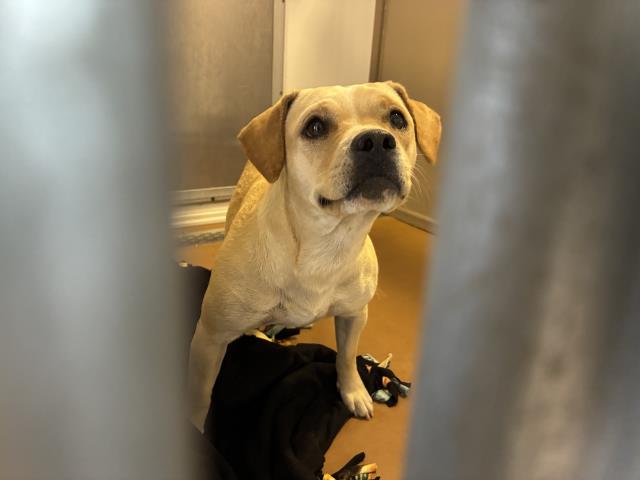 Adoptable Dog