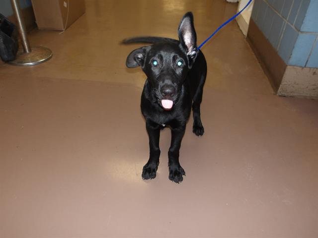 Adoptable Dog