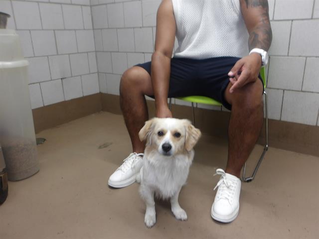 Adoptable Dog