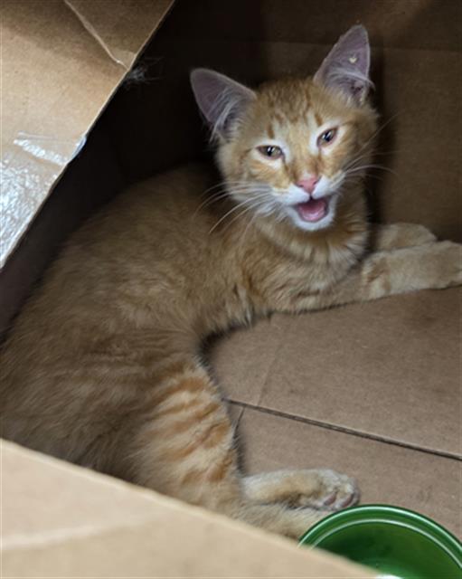 Adoptable Cat