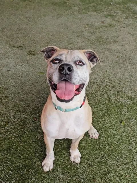 Leo