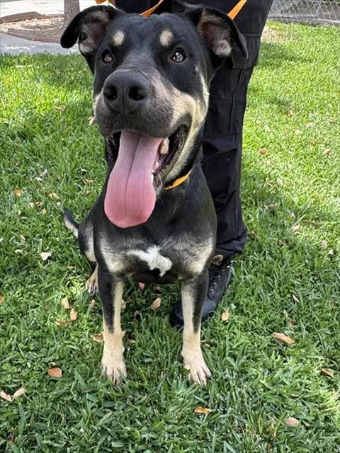 Bruno
