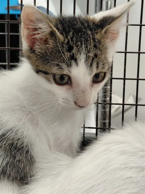 Adoptable Cat