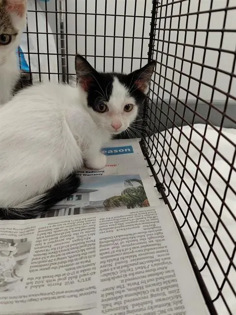 Adoptable Cat