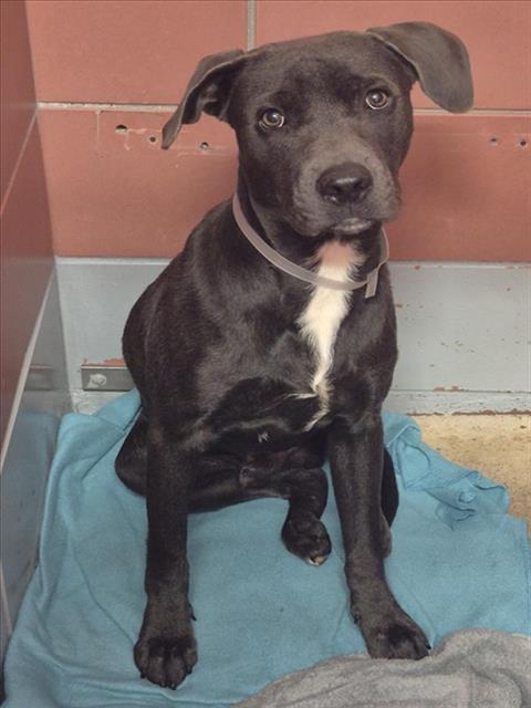 Adoptable Dog