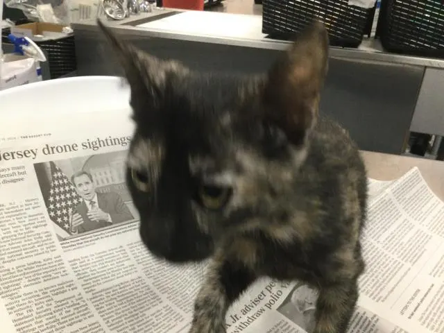 Adoptable Cat