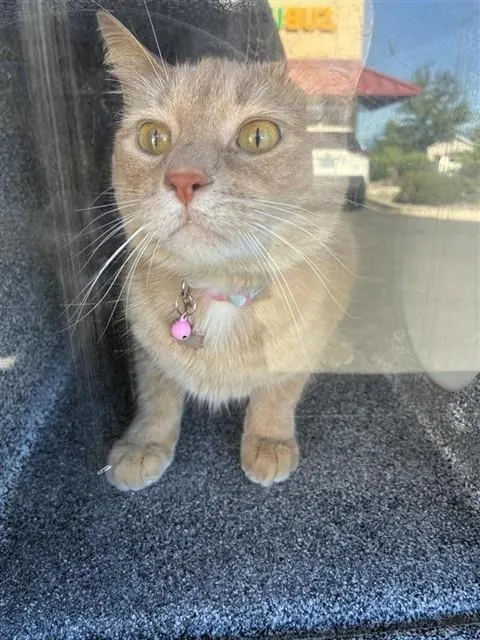 Nova