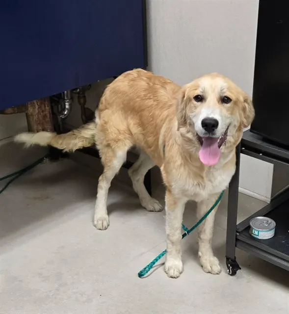 Adoptable Dog