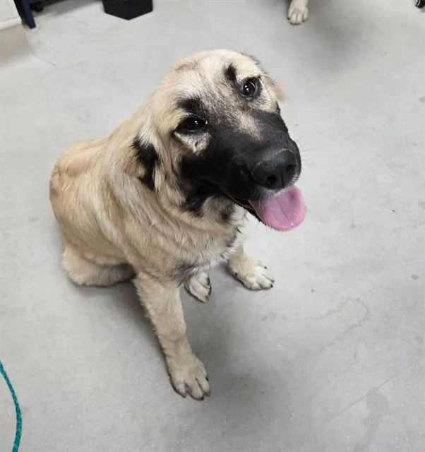 Adoptable Dog