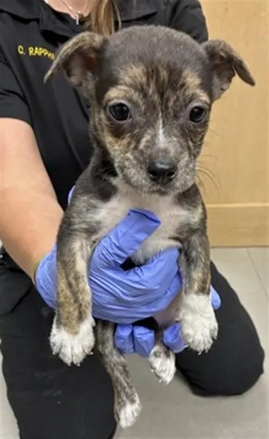 Adoptable Dog