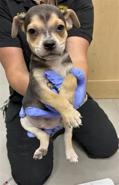 Adoptable Dog
