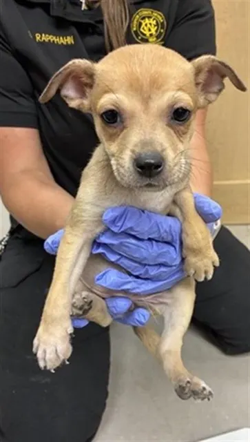 Adoptable Dog