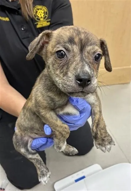 Adoptable Dog