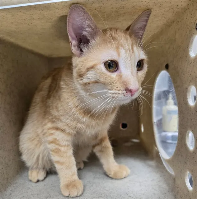 Adoptable Cat