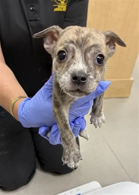 Adoptable Dog
