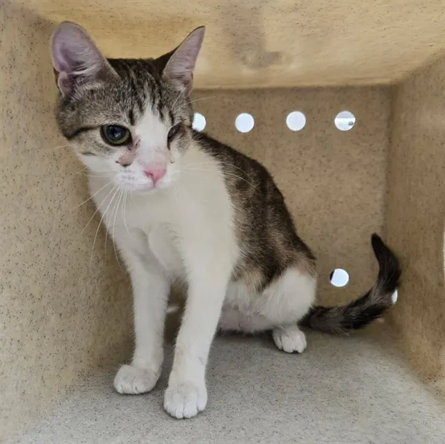 Adoptable Cat