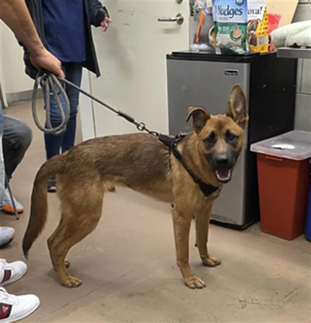 Adoptable Dog
