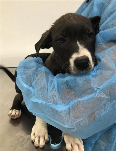 Adoptable Dog