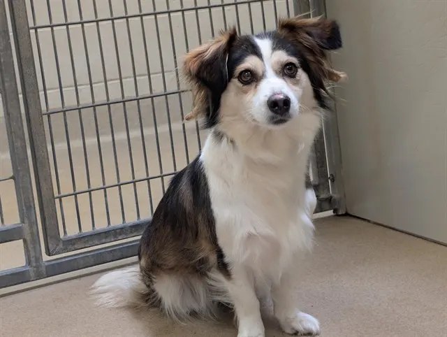 Adoptable Dog