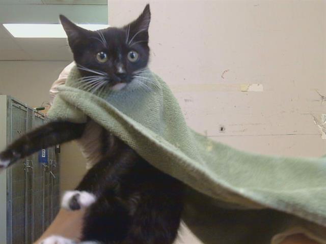Adoptable Cat