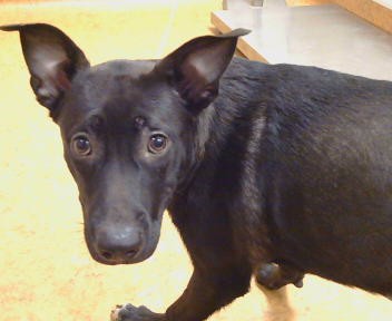 Adoptable Dog