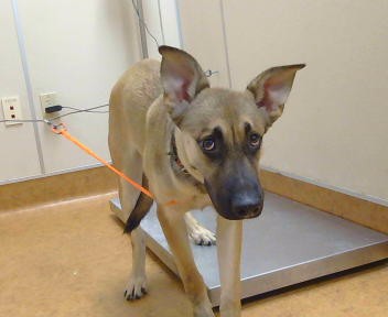 Adoptable Dog