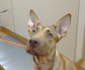 Adoptable Dog