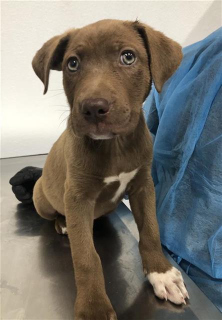 Adoptable Dog