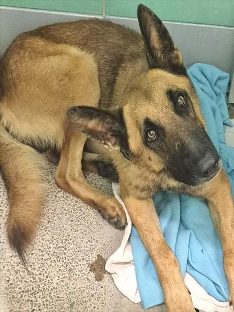 Adoptable Dog