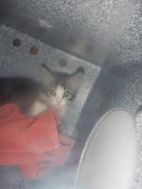 Adoptable Cat
