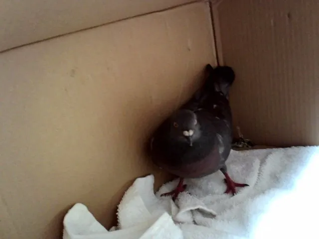 Adoptable Bird
