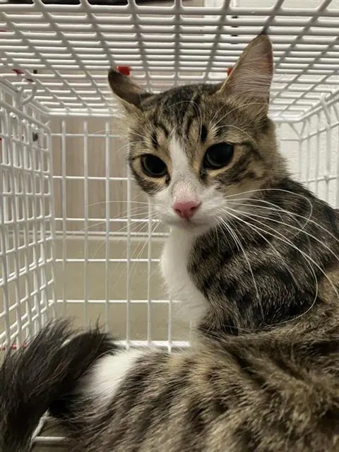 Adoptable Cat