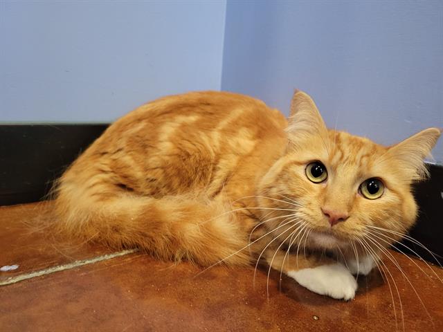 Pumpkin
