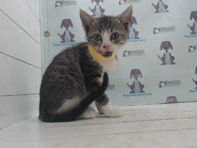 Adoptable Cat