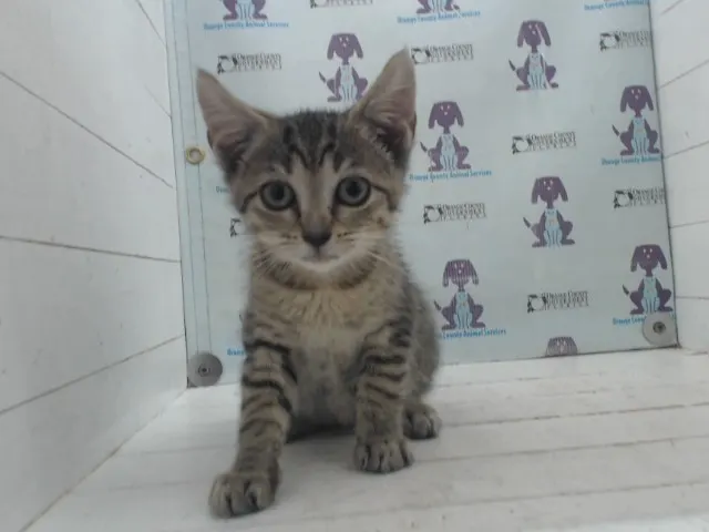 Adoptable Cat