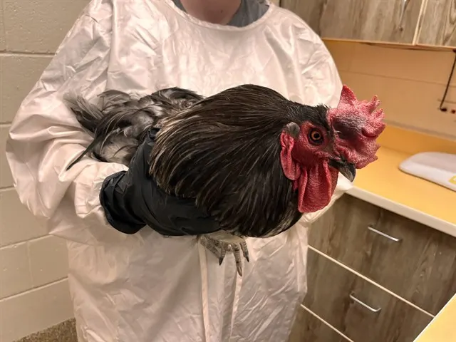 Cluck Kent