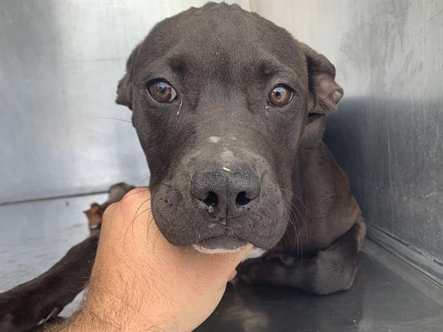Adoptable Dog
